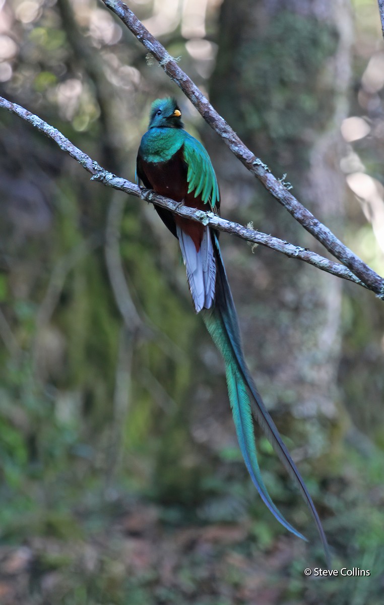 Resplendent Quetzal - Steve Collins