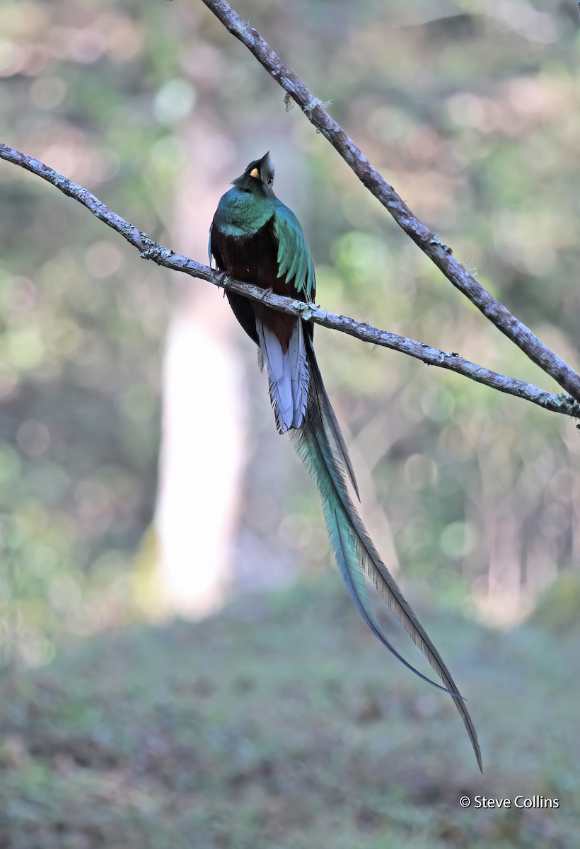 Quetzal resplendissant - ML462268981