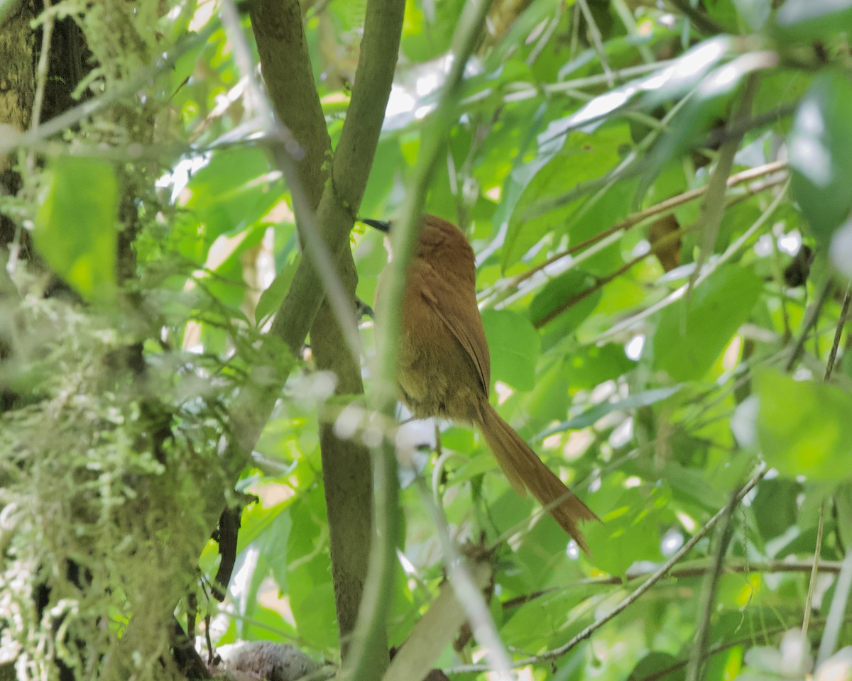 Rufous Spinetail (unirufa) - ML462269881