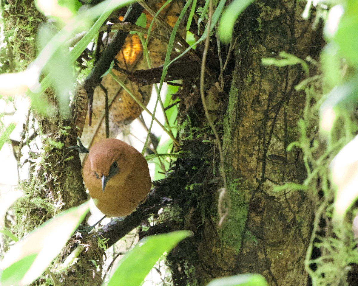 Rufous Spinetail (unirufa) - ML462269911