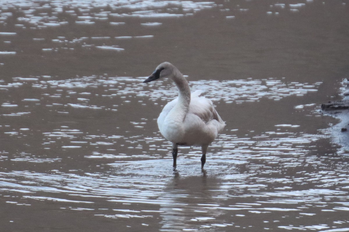 swan sp. - ML462270251