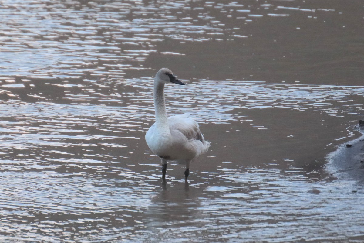 swan sp. - Kathy Mihm Dunning