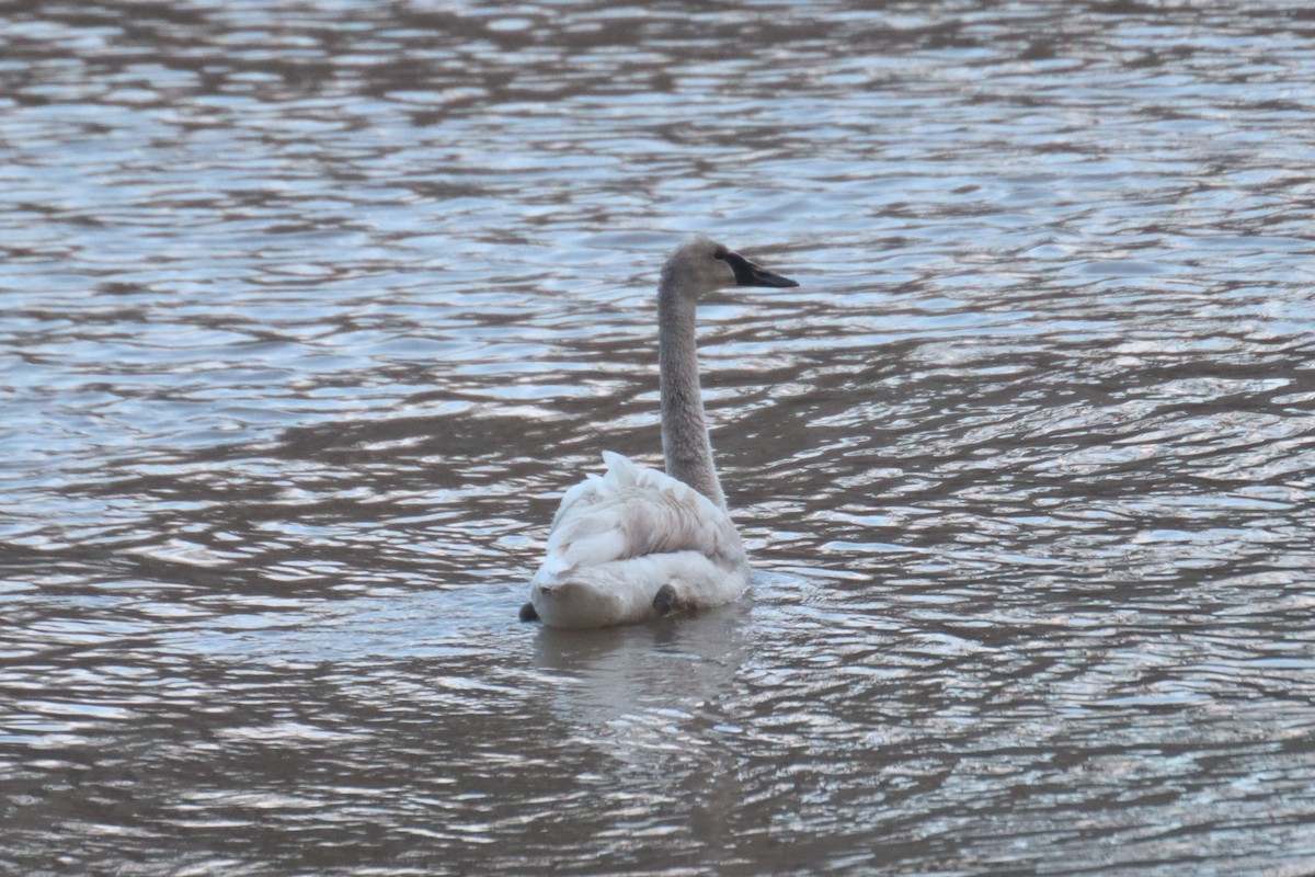 Cisne sp. - ML462270391