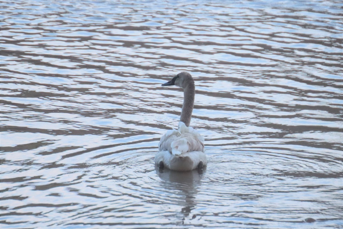 ub. svane (Cygnus sp.) - ML462270401