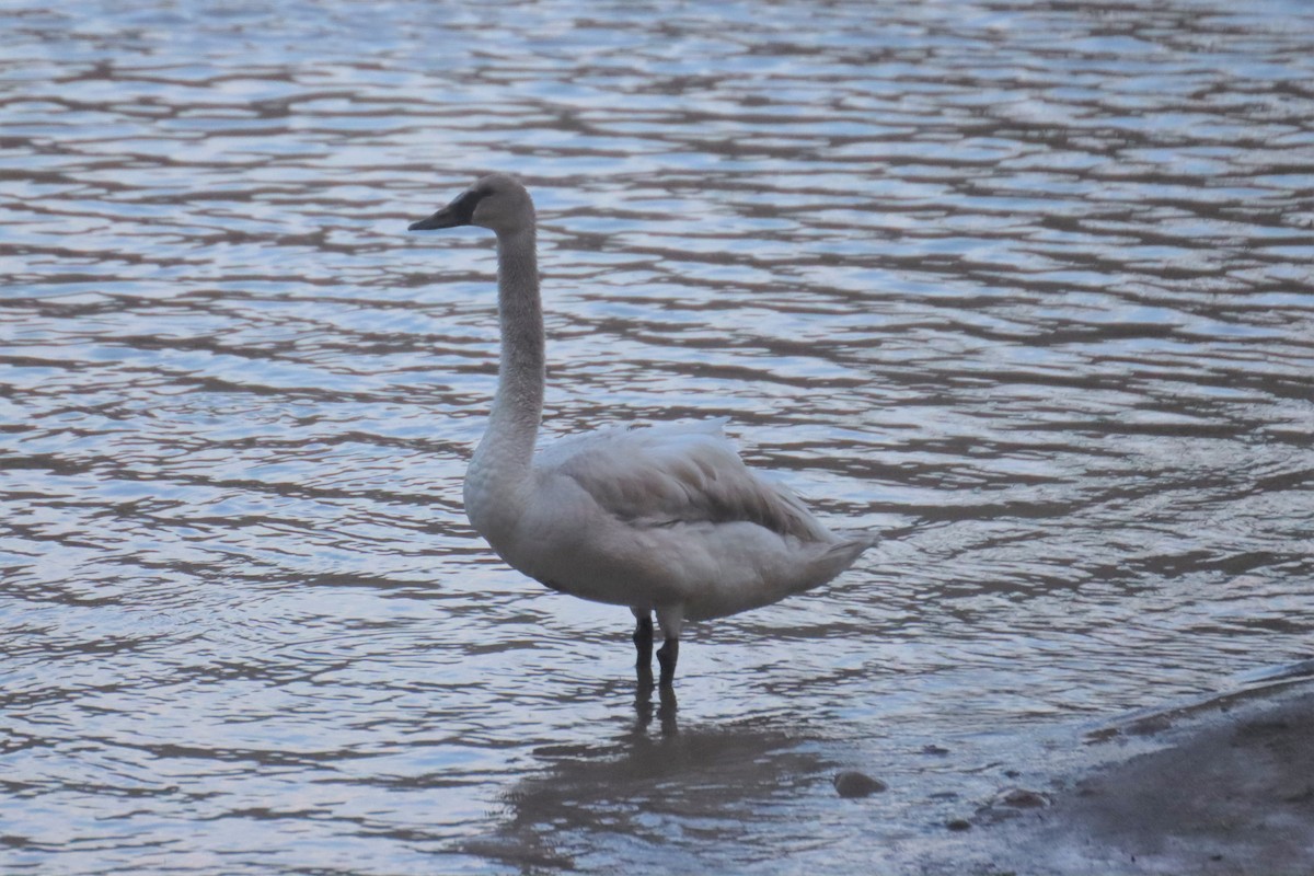 tanımsız Cygnus sp. - ML462270441