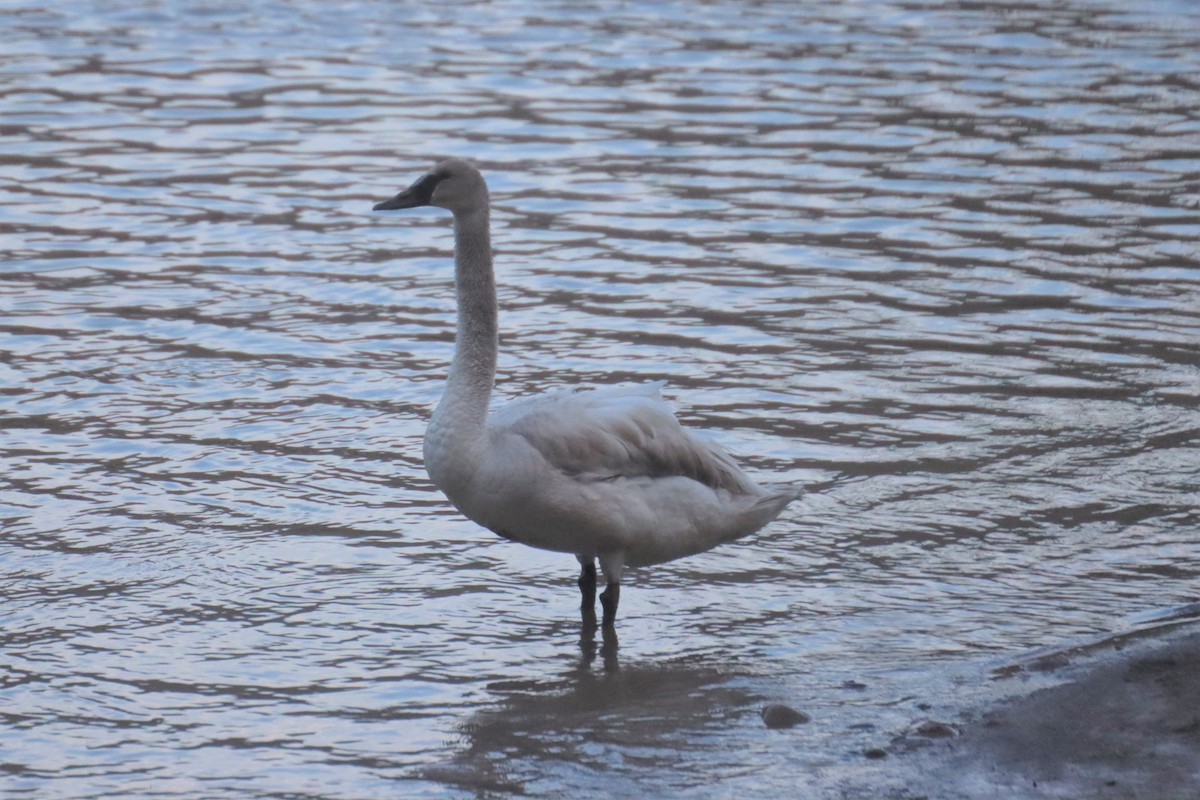 tanımsız Cygnus sp. - ML462270441