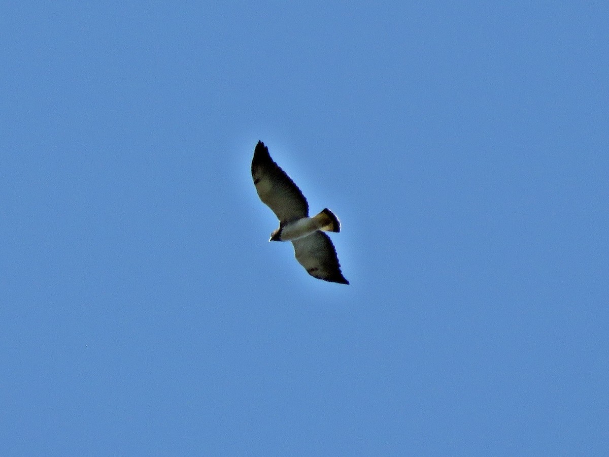 White-tailed Hawk - ML462270791