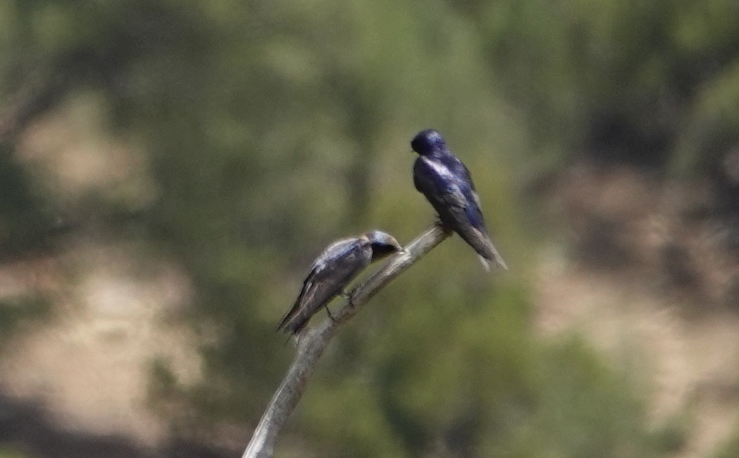 Purple Martin - ML462271391