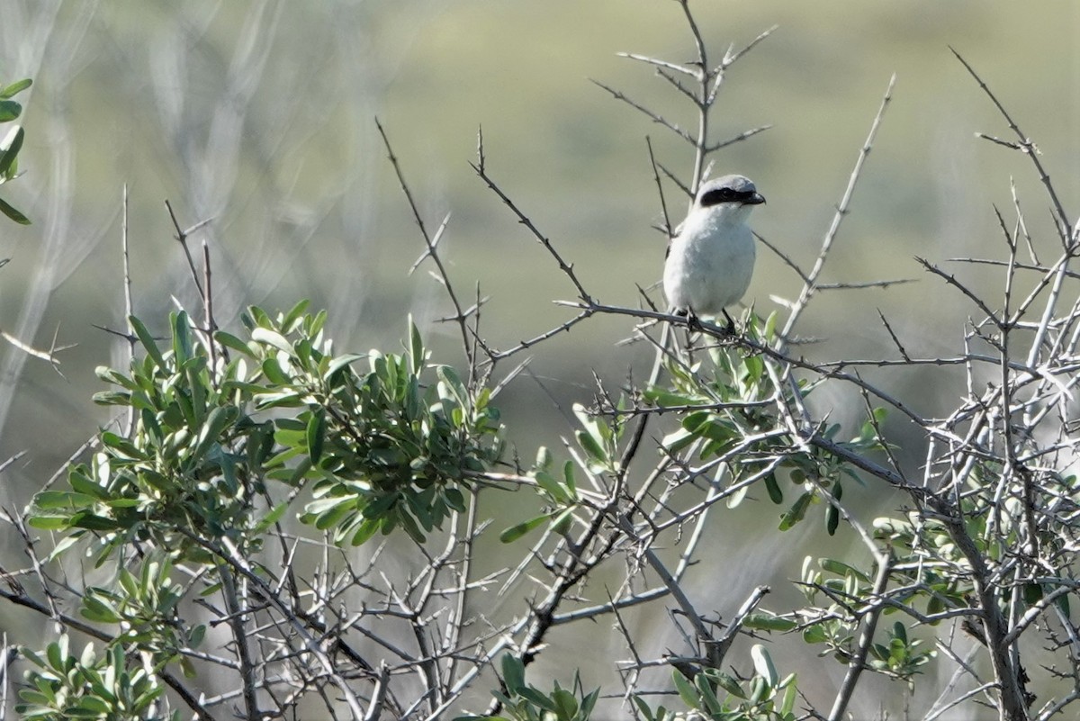 Loggerhead Shrike - ML462272101