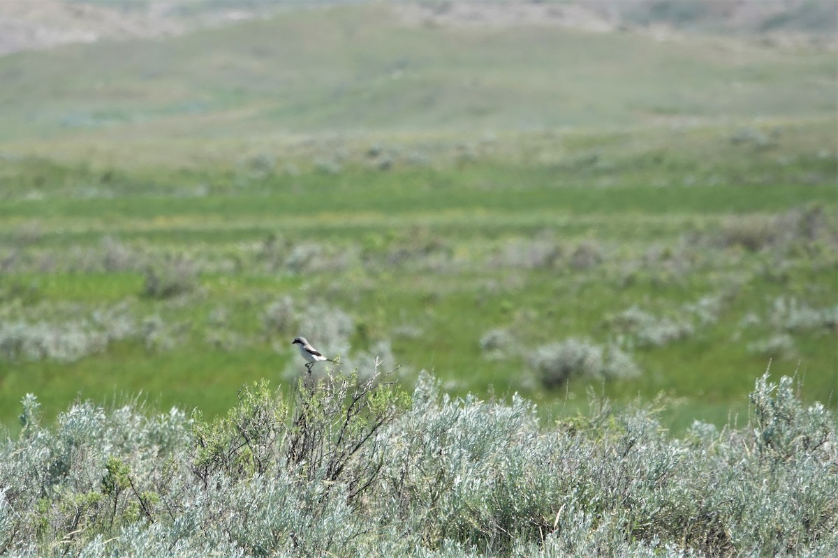 Loggerhead Shrike - Jerry Horak