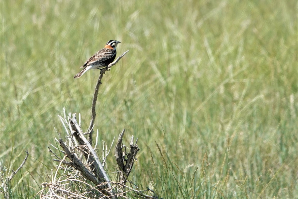 Chestnut-collared Longspur - ML462273551