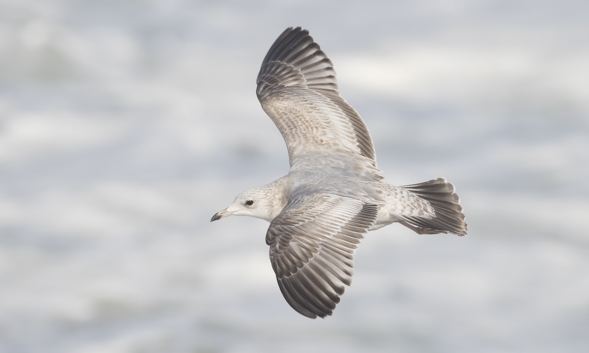 Short-billed Gull - Brian Sullivan