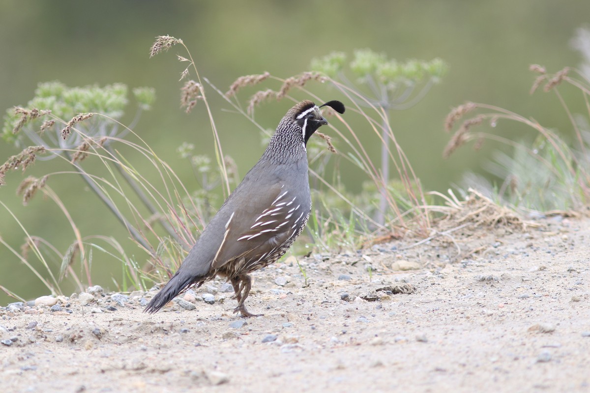 California Quail - ML462273751