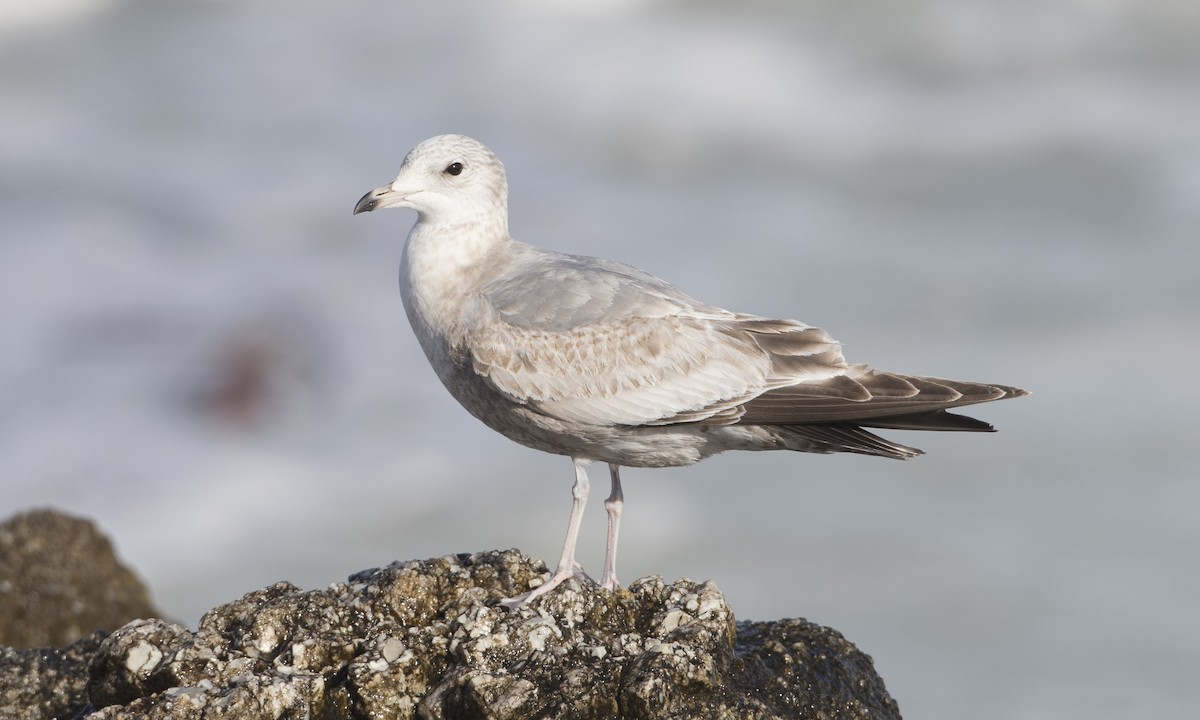 Short-billed Gull - Brian Sullivan