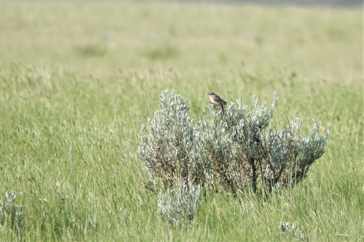 Grasshopper Sparrow - ML462274701