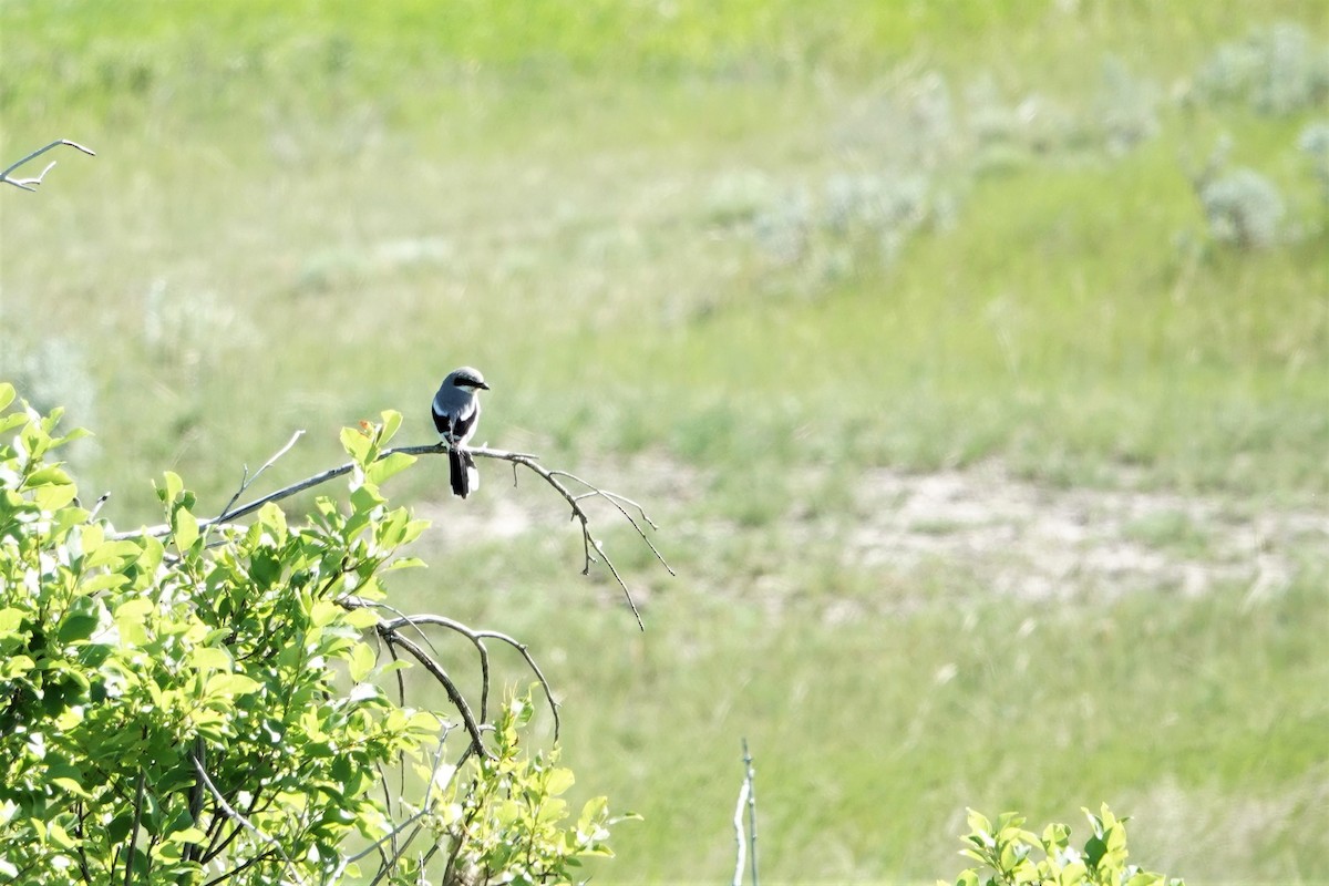 Loggerhead Shrike - ML462275411