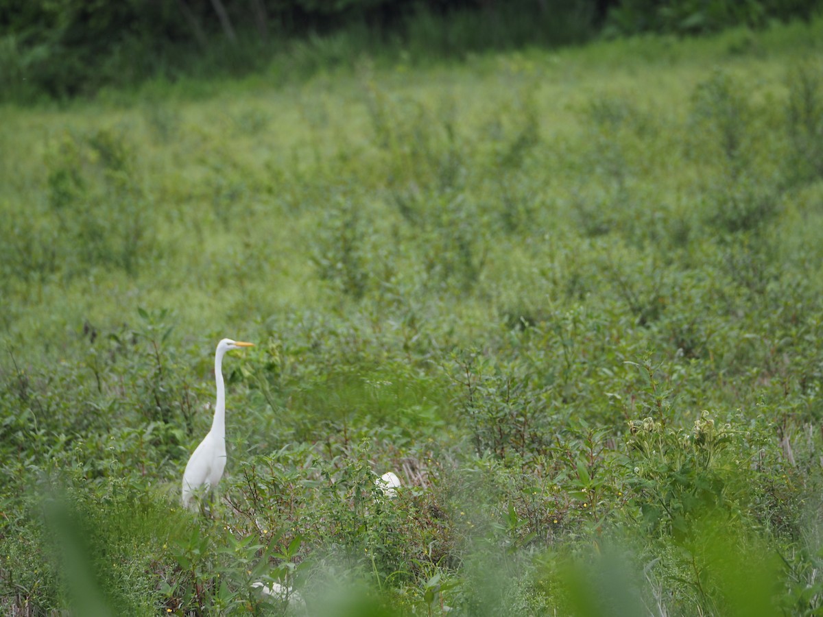 Great Egret - ML462275441