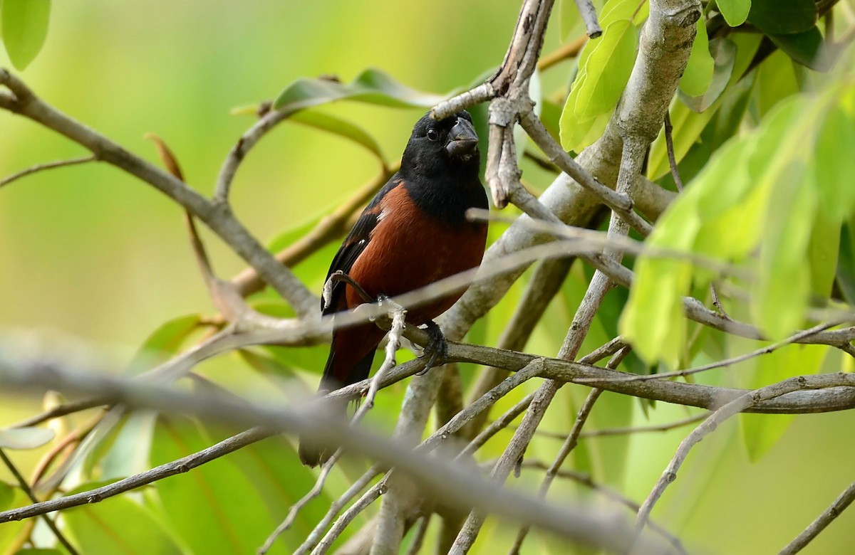 Chestnut-bellied Seed-Finch - ML462276711