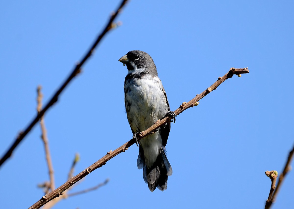 Double-collared Seedeater - ML462276831