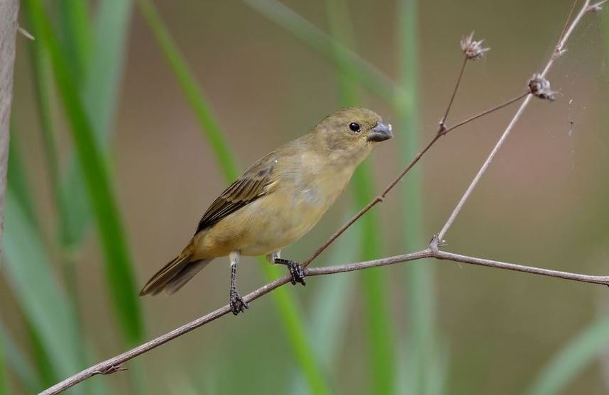 Double-collared Seedeater - ML462276891