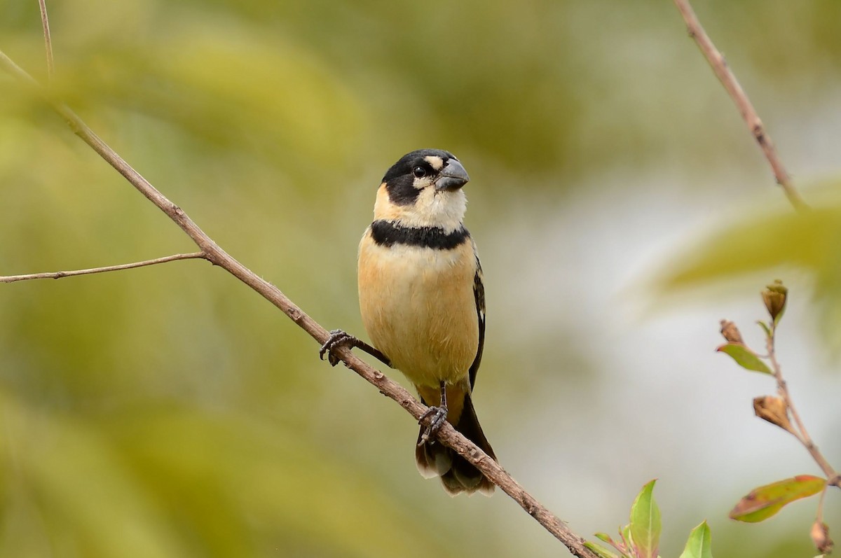 Rusty-collared Seedeater - ML462276971