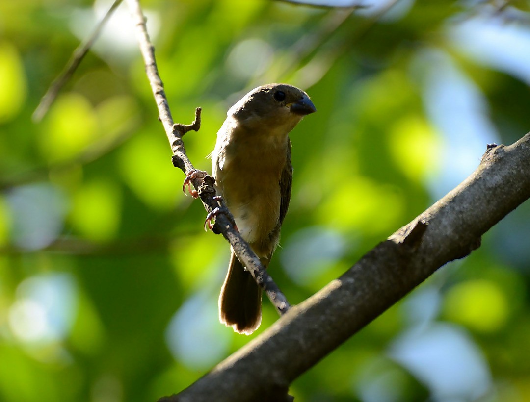 Rusty-collared Seedeater - ML462277021