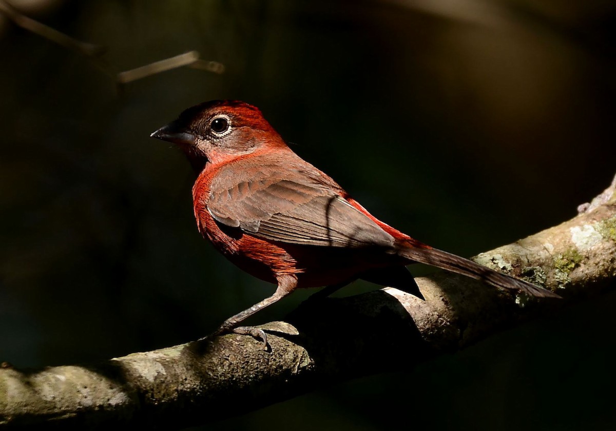 Red-crested Finch - ML462277091