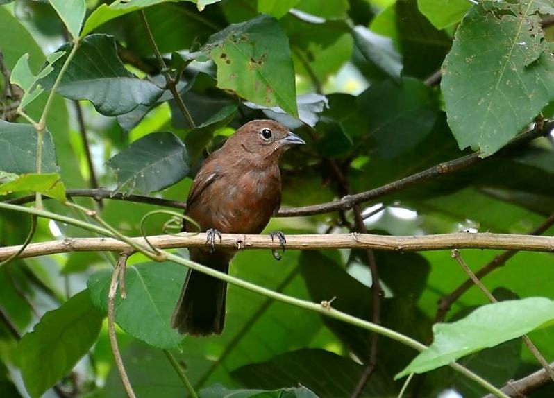 Red-crested Finch - ML462277131
