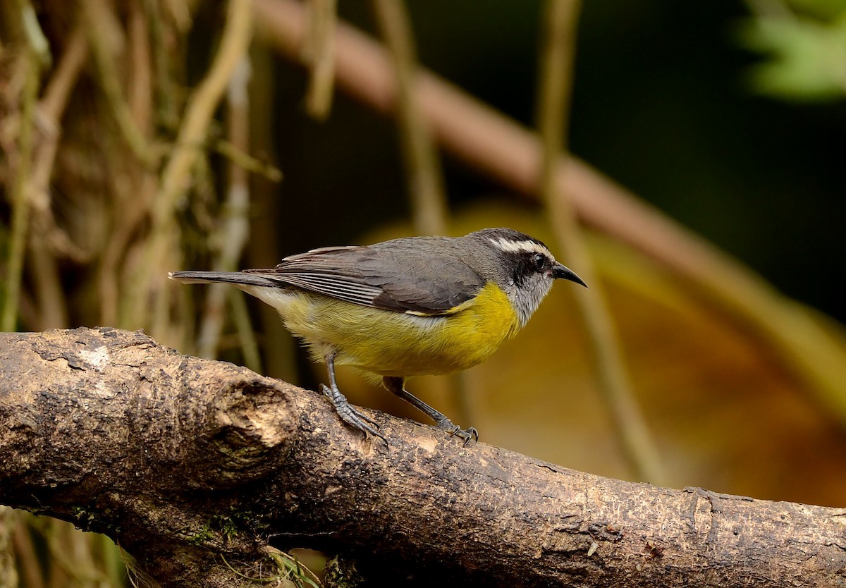 Bananaquit - ML462277201