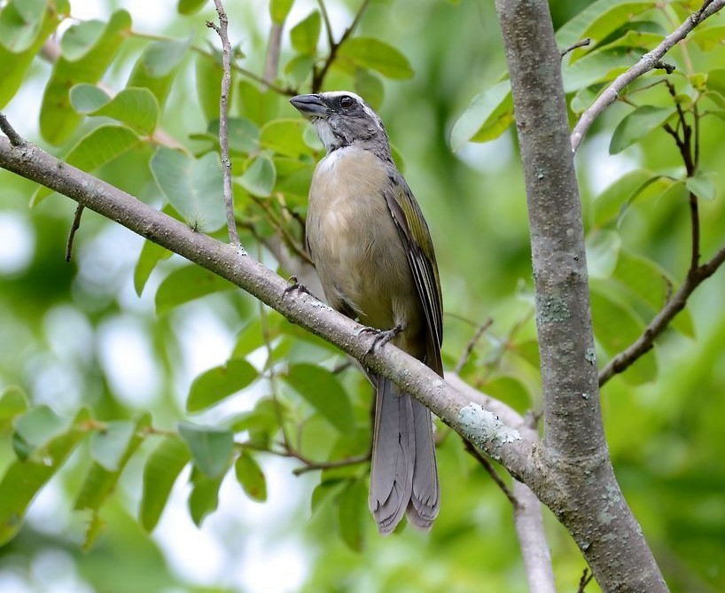 Green-winged Saltator - ML462277221