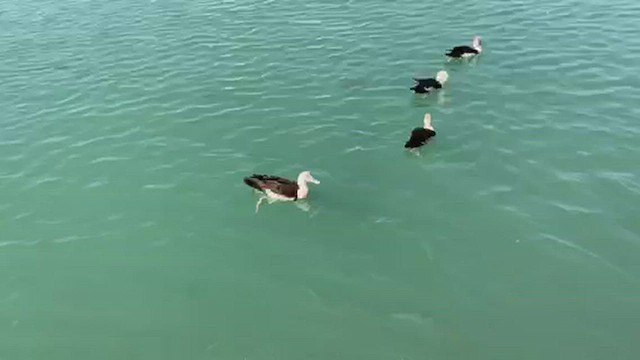 Radjah Shelduck - ML462278151