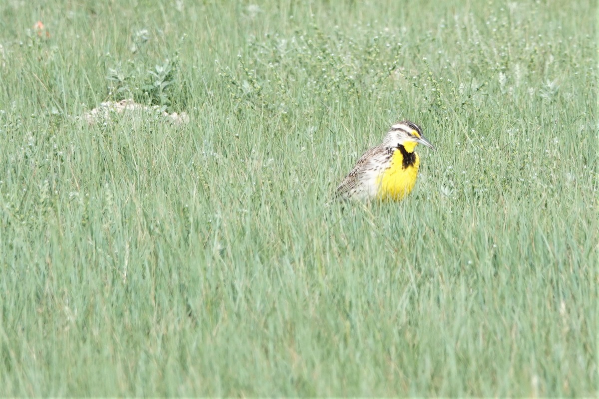 Western Meadowlark - ML462278201