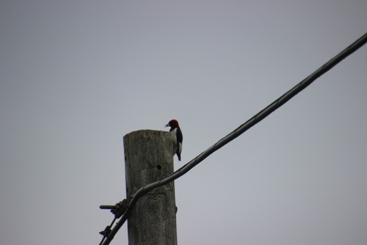 Red-headed Woodpecker - ML462279501