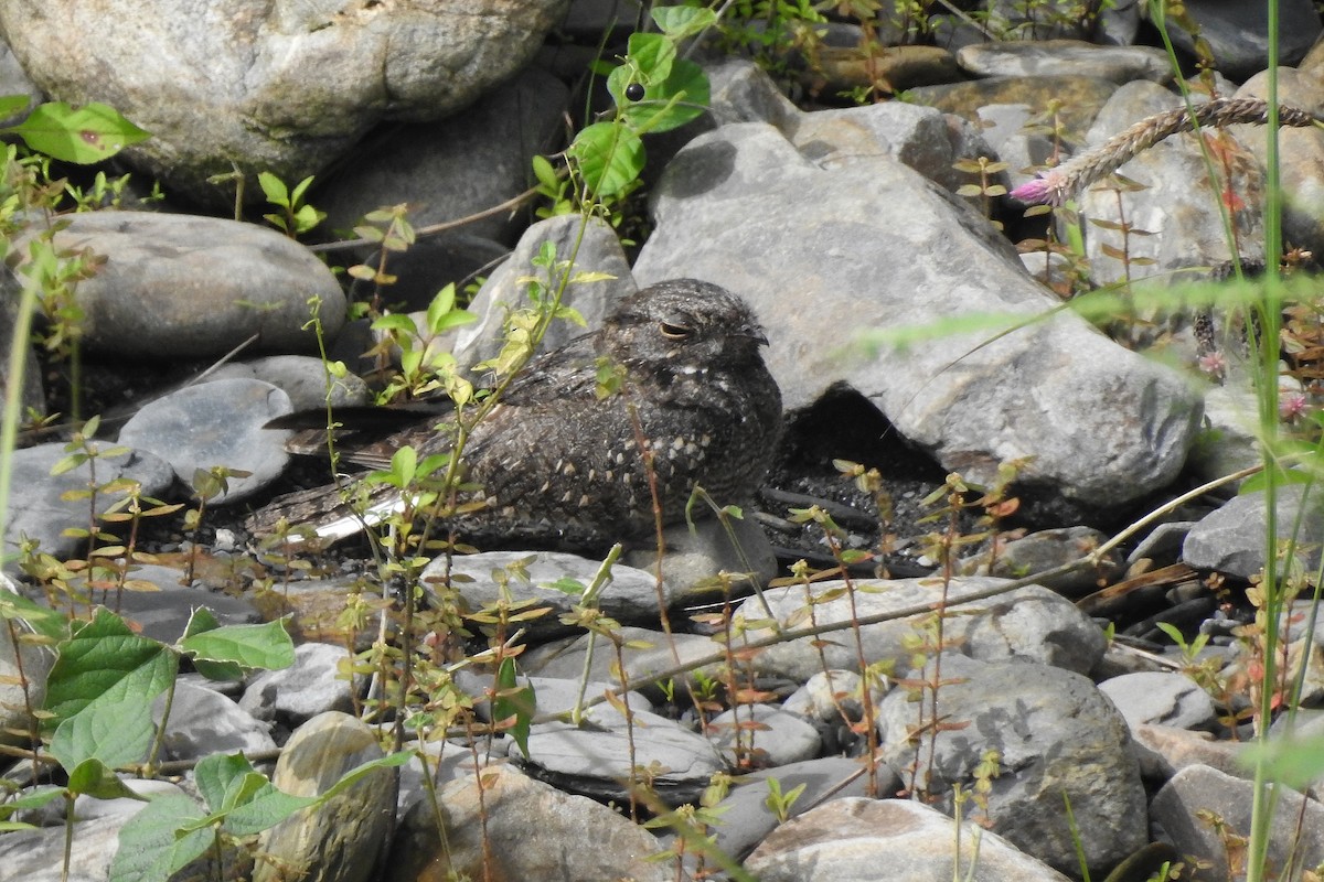 Savanna Nightjar - Chi-Lien (綺蓮) Hsueh (薛)