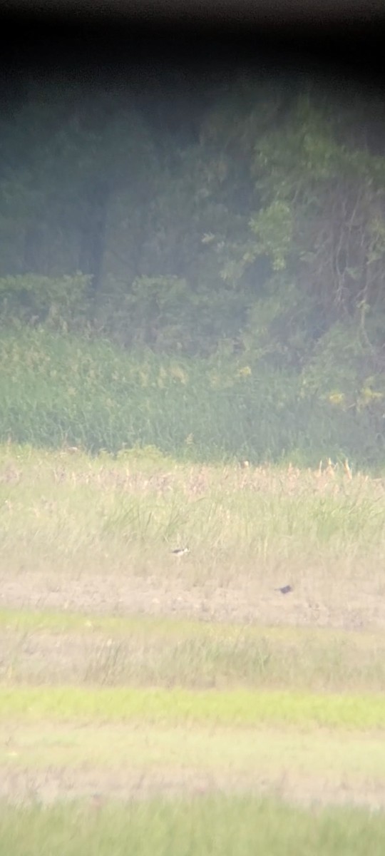 Black-necked Stilt - ML462279851