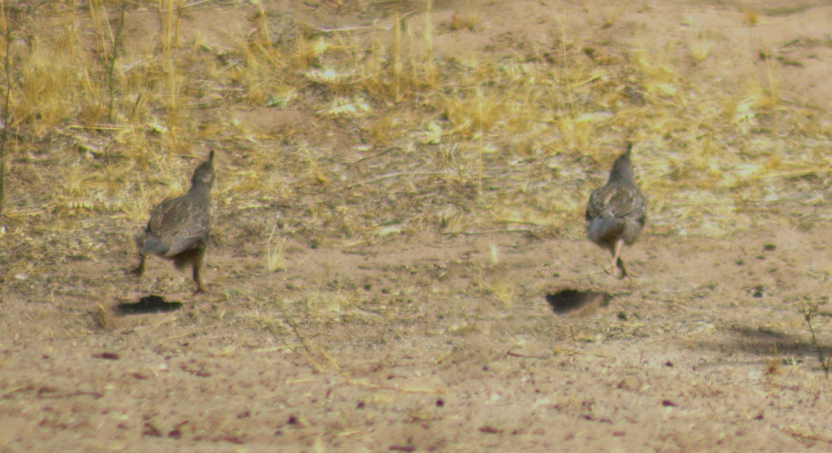 Gambel's Quail - ML462279901