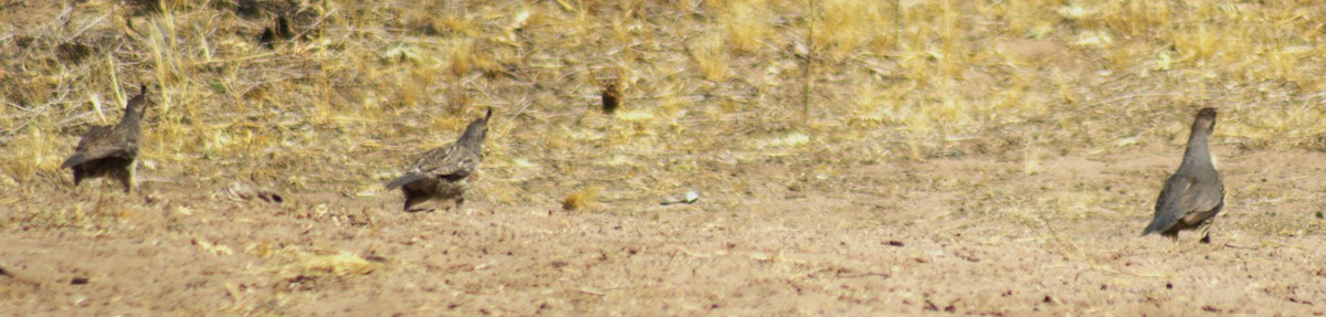 Gambel's Quail - ML462279911