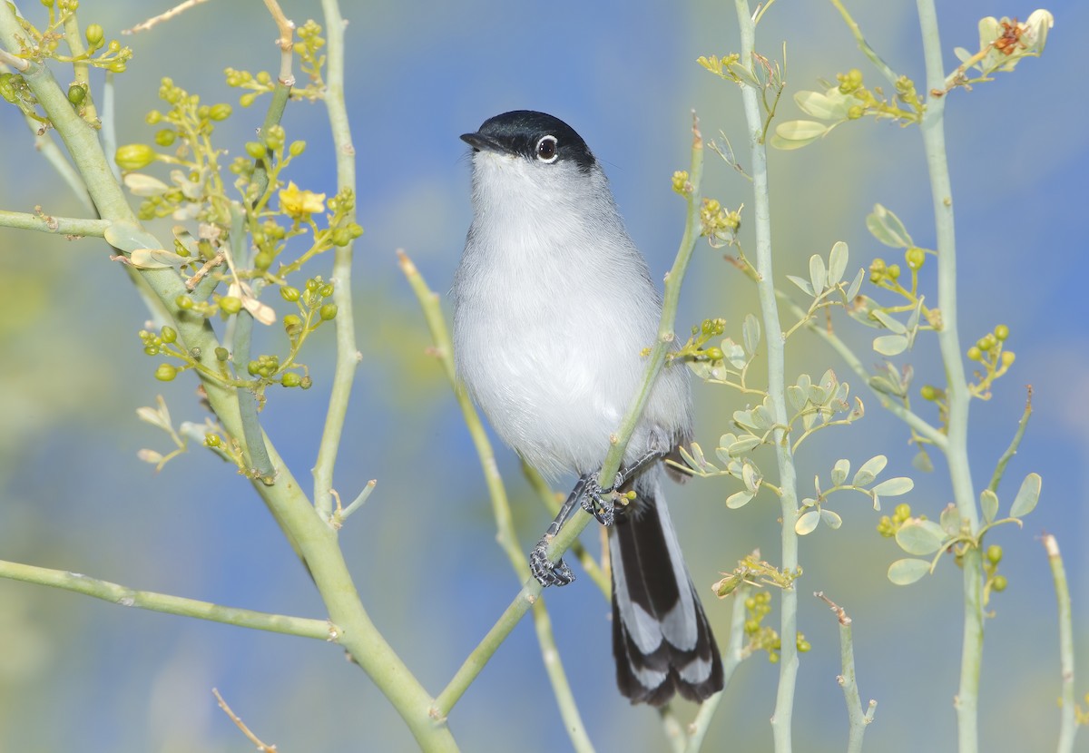 Black-tailed Gnatcatcher - ML462280711