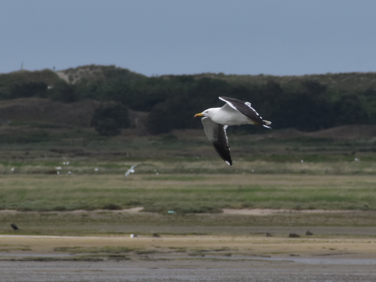 Lesser Black-backed Gull - Till Dohse
