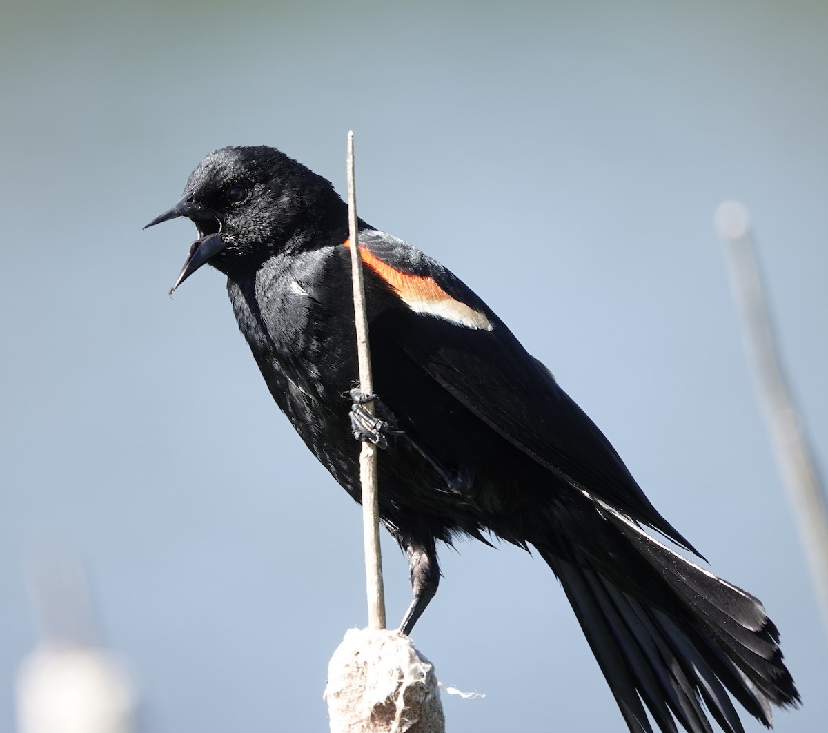 Red-winged Blackbird - ML462281511