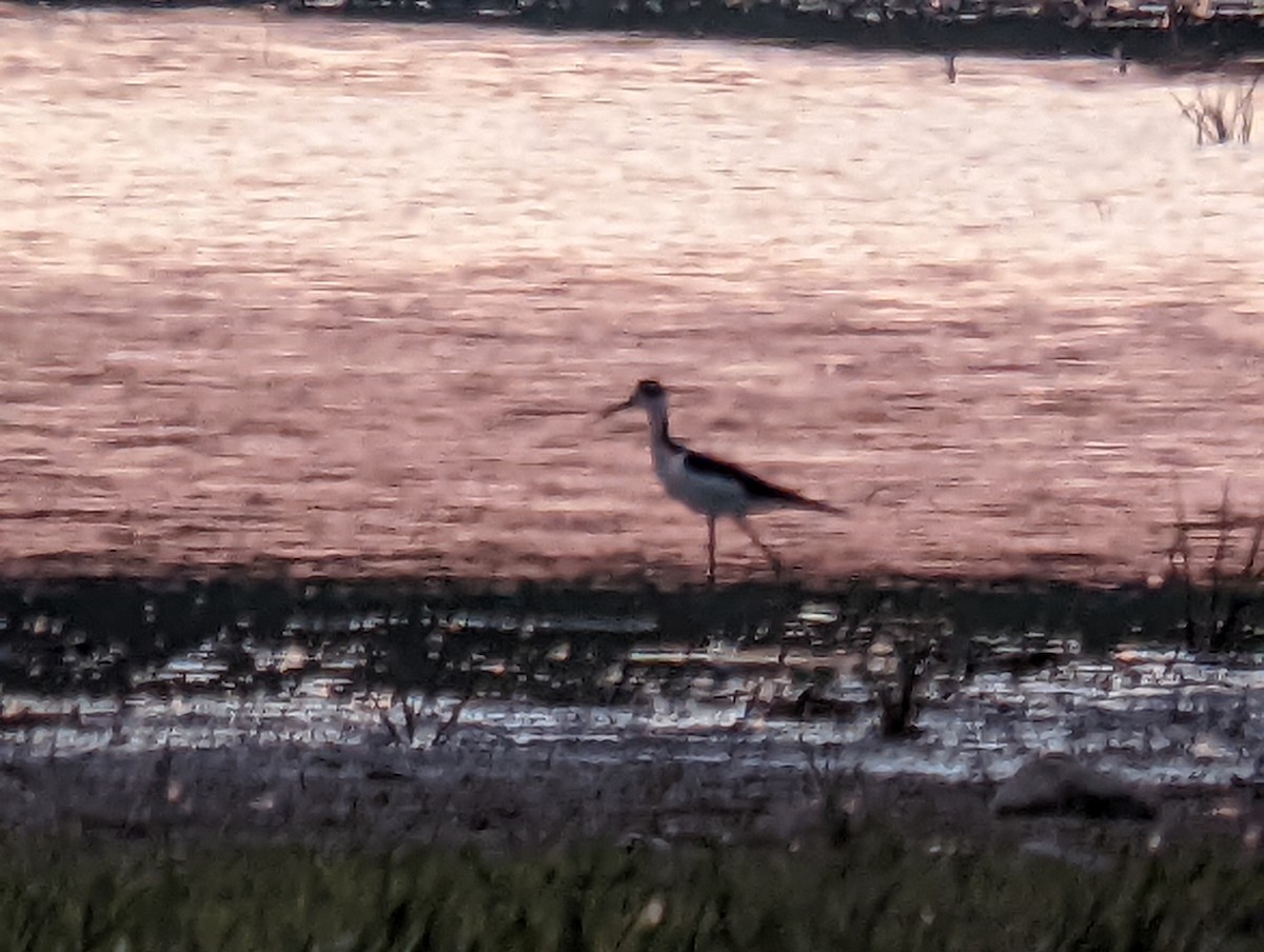 Black-necked Stilt - ML462281591