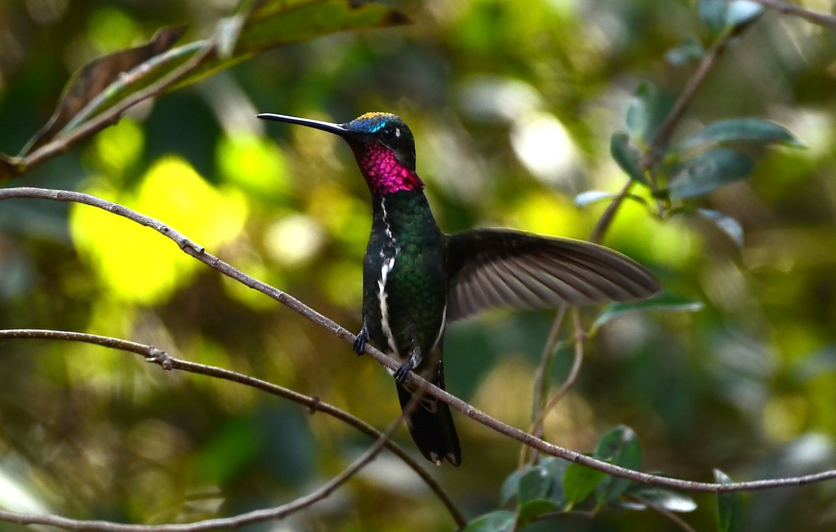 Stripe-breasted Starthroat - ML462281831