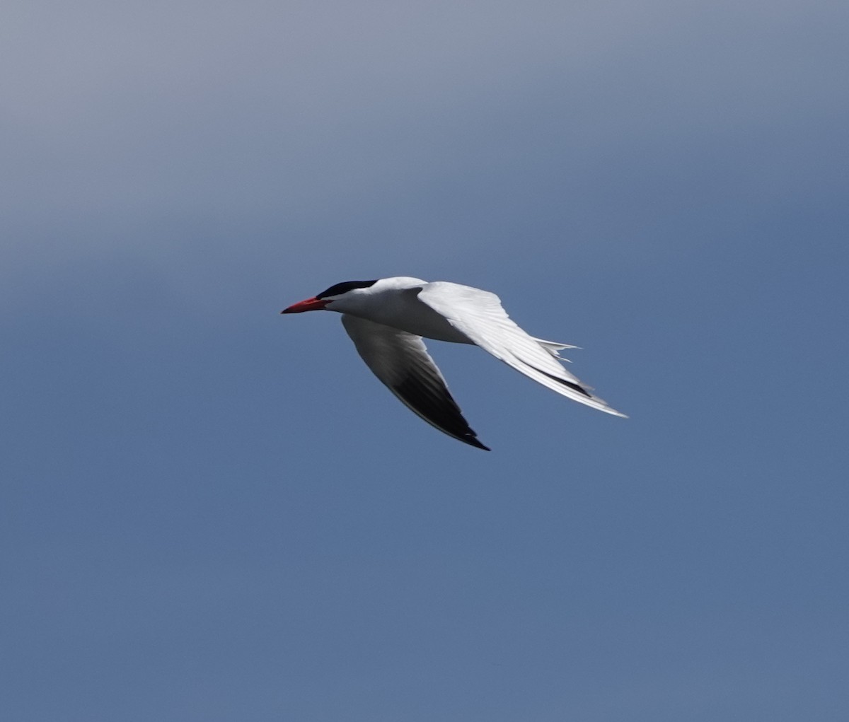 Caspian Tern - ML462281891