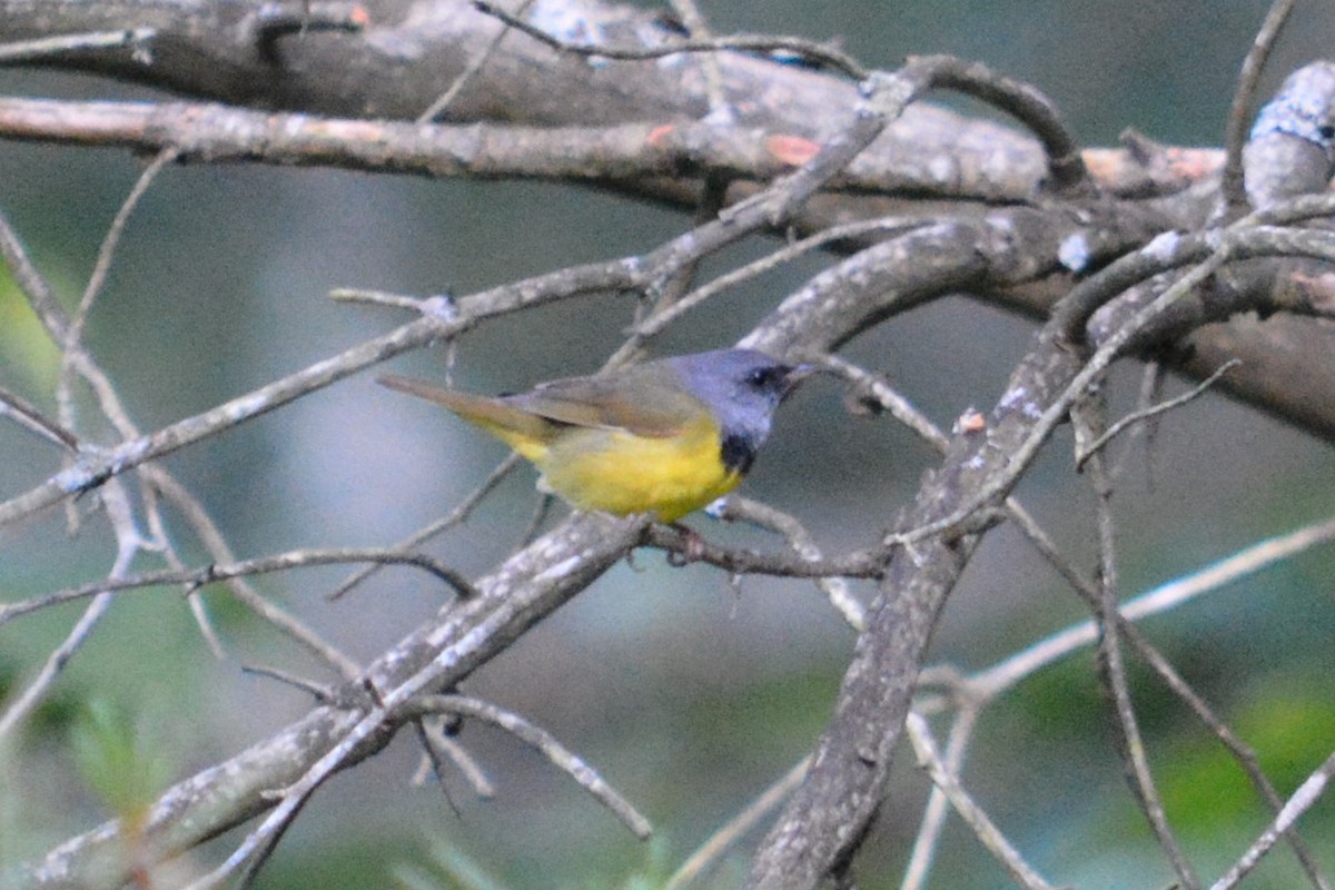 Mourning Warbler - Rich Hanlon