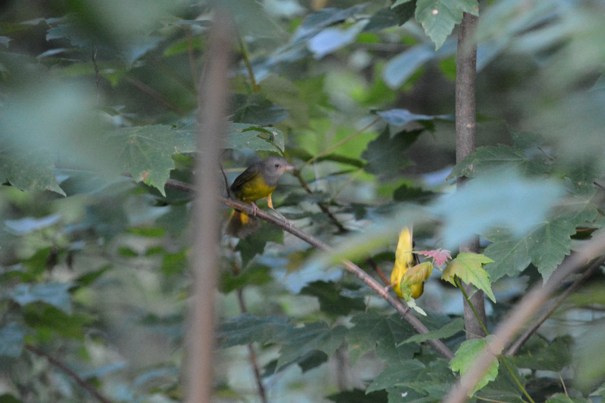 Mourning Warbler - Rich Hanlon