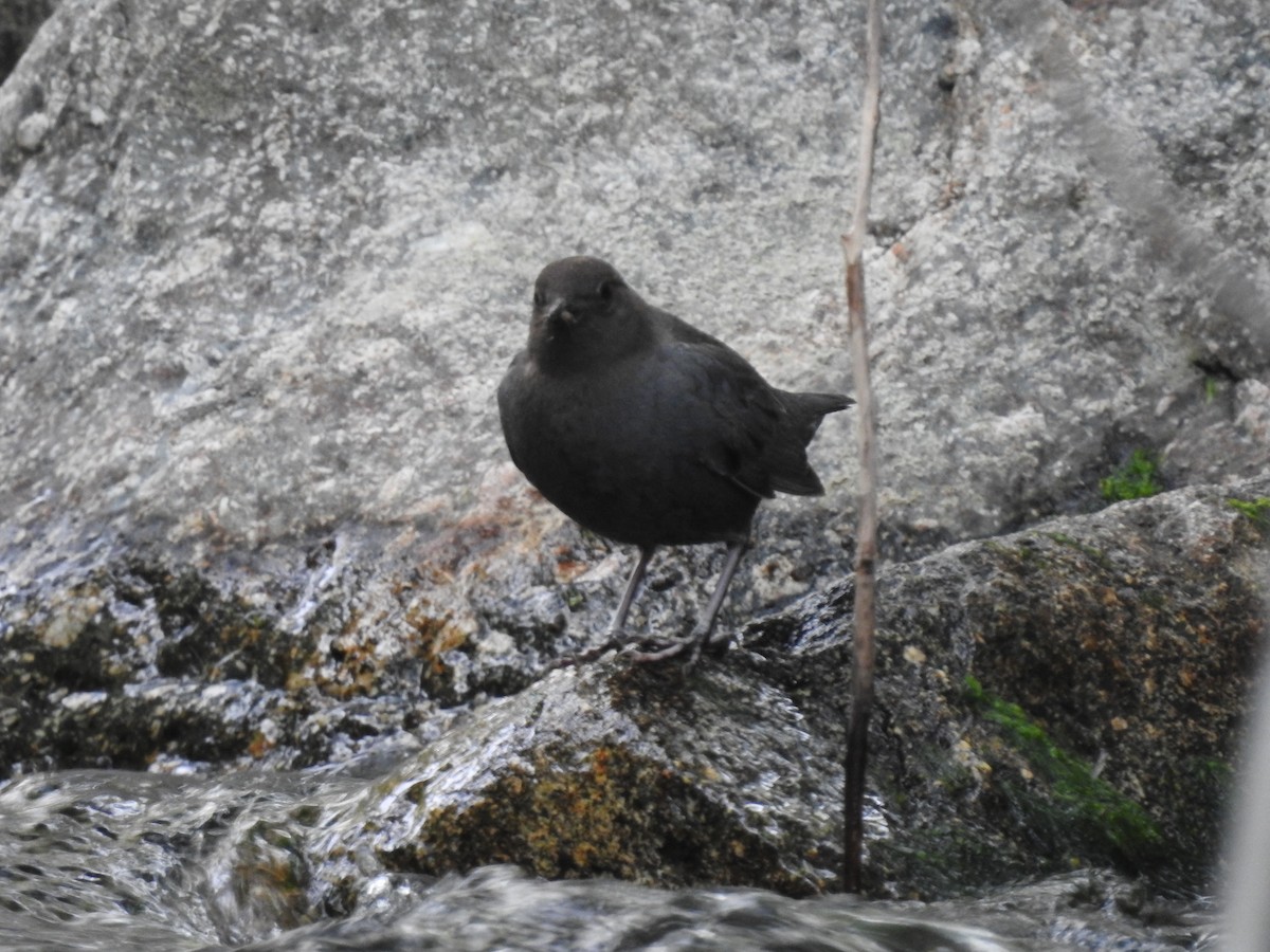 American Dipper - ML462282461