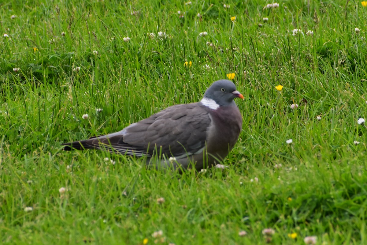 Common Wood-Pigeon - ML462282811