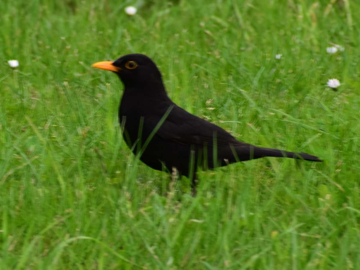 Eurasian Blackbird - ML462283011