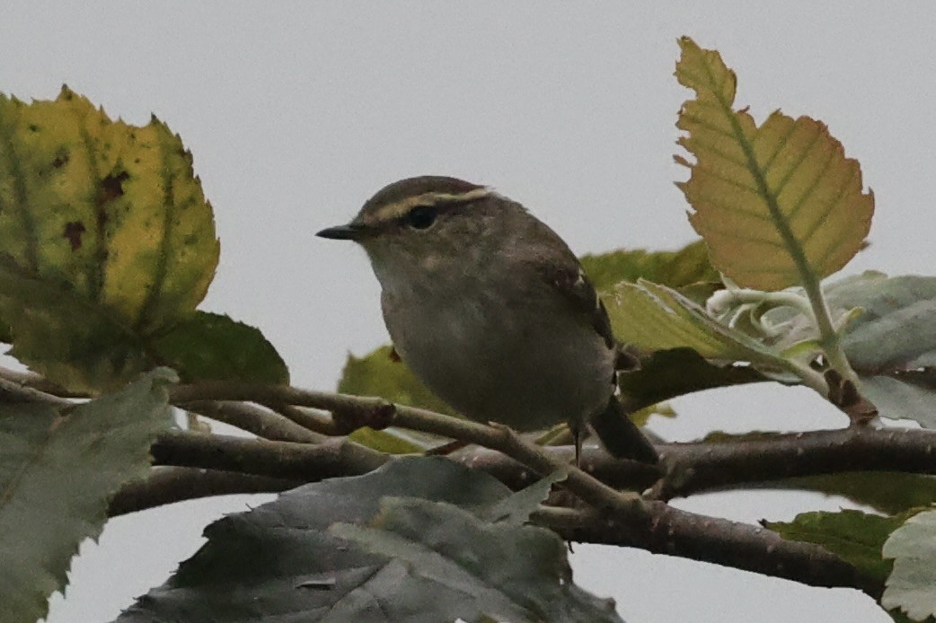 Yellow-browed Warbler - ML462283381