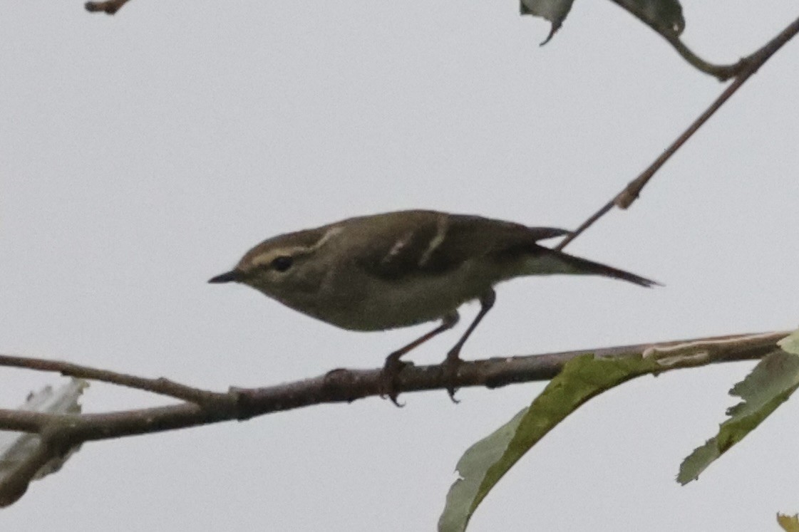 Yellow-browed Warbler - ML462283391